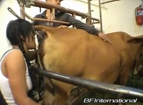 Тайское зоо порно девки с коровой, лижет пизду животному и есть говно